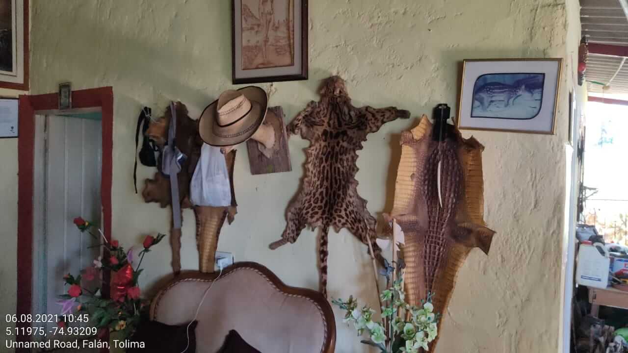 ¿Quién está detrás de la matanza de venados y tigrillos en Tolima?