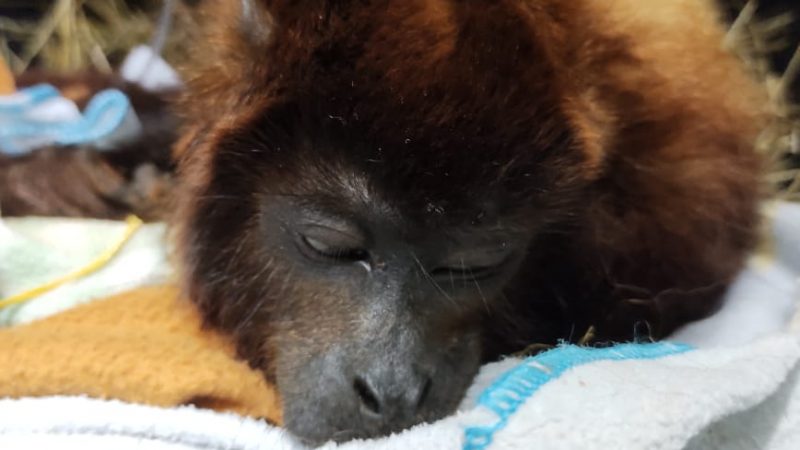 Indignante: entre la vida y la muerte mono aullador atacado con escopeta