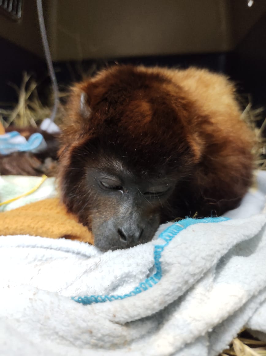 Indignante: entre la vida y la muerte mono aullador atacado con escopeta