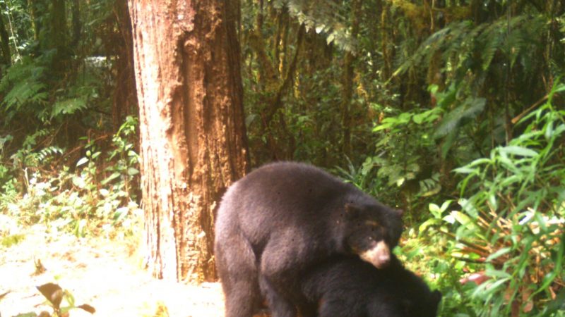 El apareamiento de Osos de Anteojos fue captado en cámaras