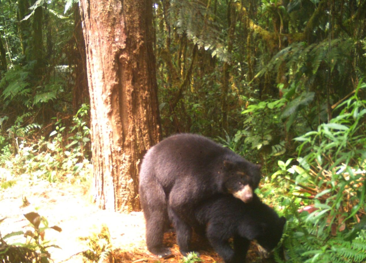 El apareamiento de Osos de Anteojos fue captado en cámaras