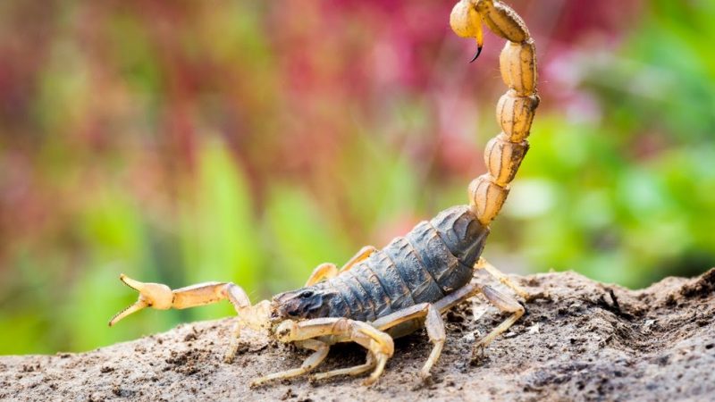 Condenan a médico por niño que murió picado por alacrán