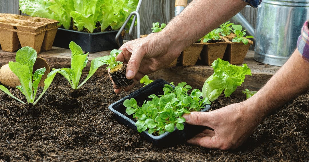Huertas caseras alimentan a las familias en Tolima