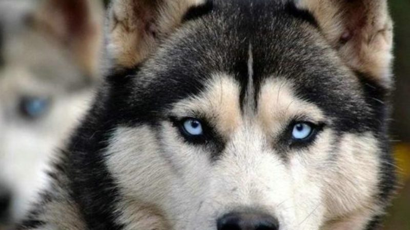 Perrito de raza Husky fue ahorcado en Neiva 