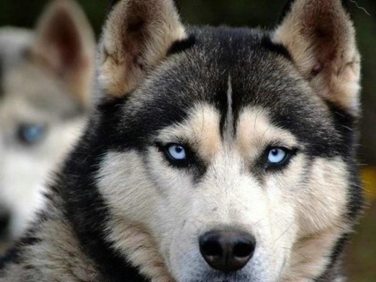 Perrito de raza Husky fue ahorcado en Neiva 