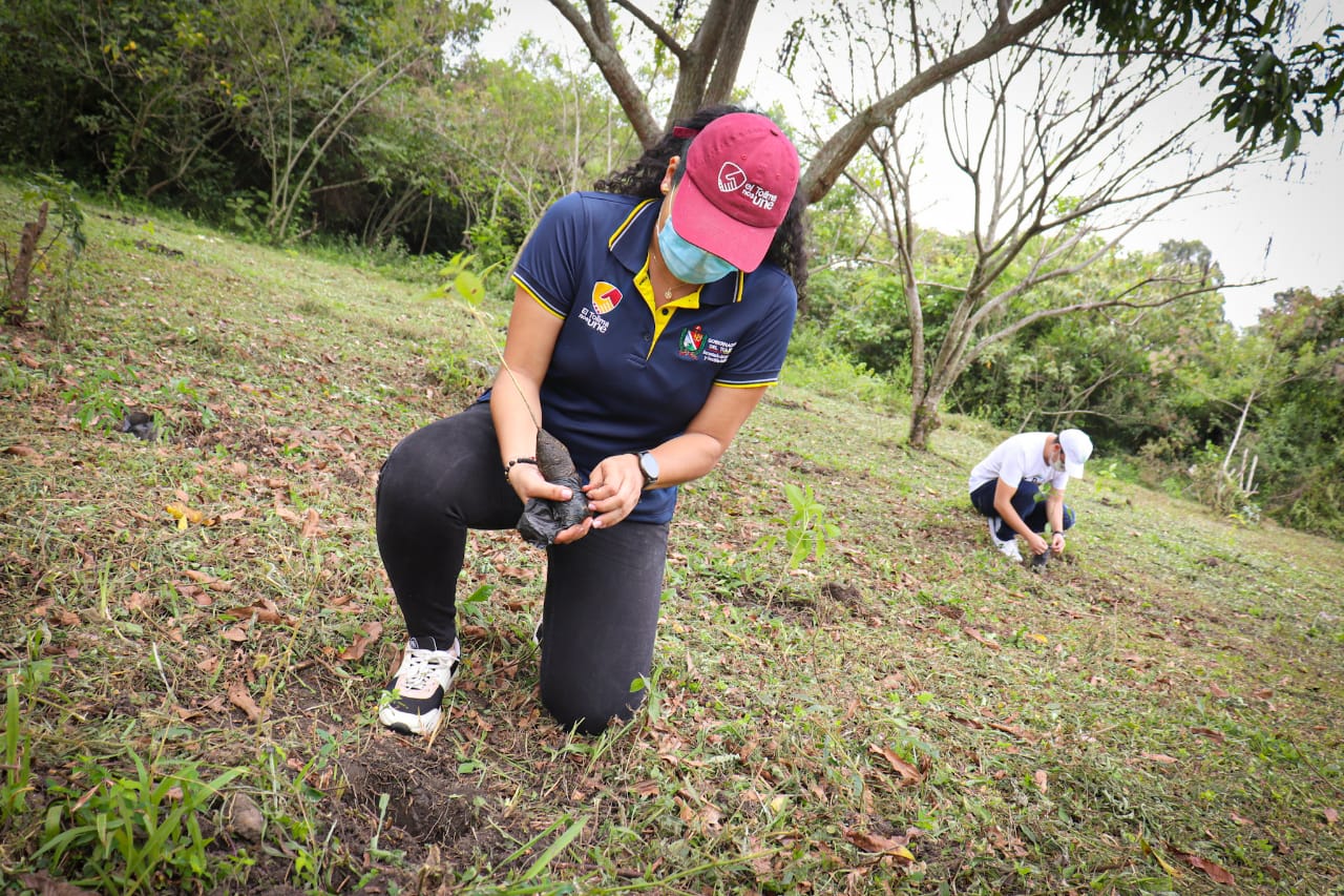 Tolima ya sembró 520.000 árboles y la meta es un millón
