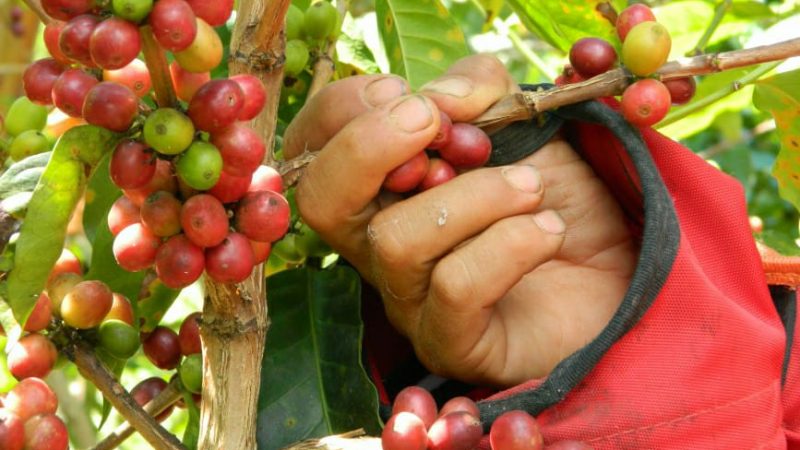 El buen aroma de los Cafés Especiales en Toilima