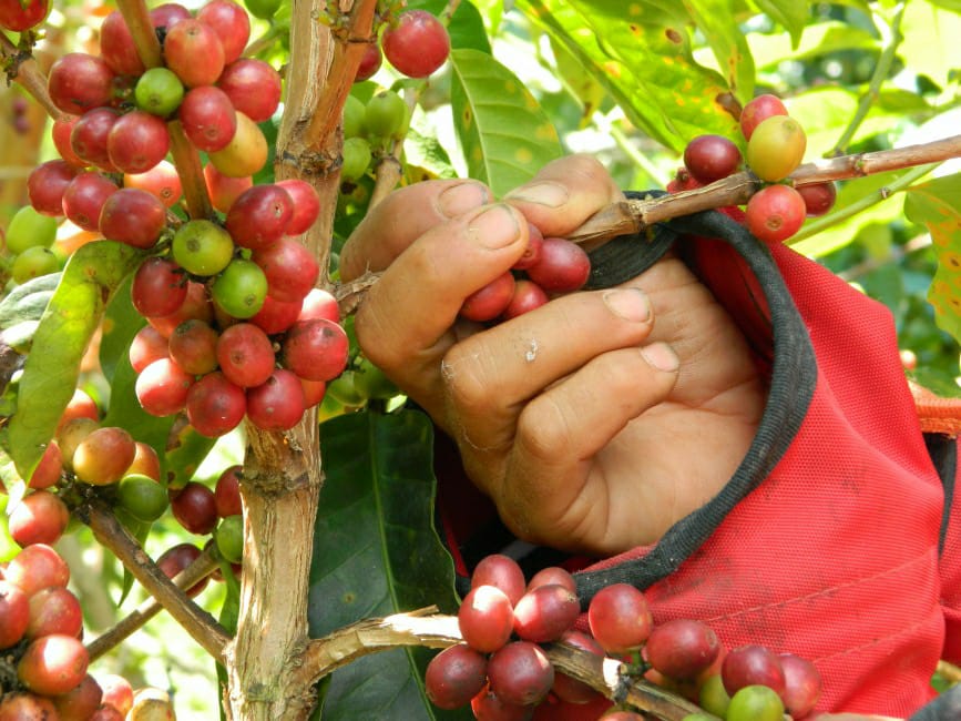 El buen aroma de los Cafés Especiales en Toilima