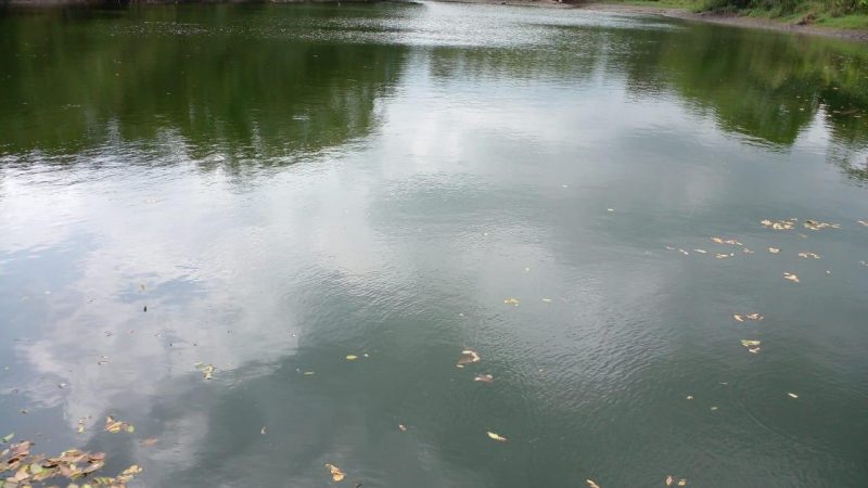 Cortolima investiga el&nbsp;caso de la muerte de peces en Chucuní