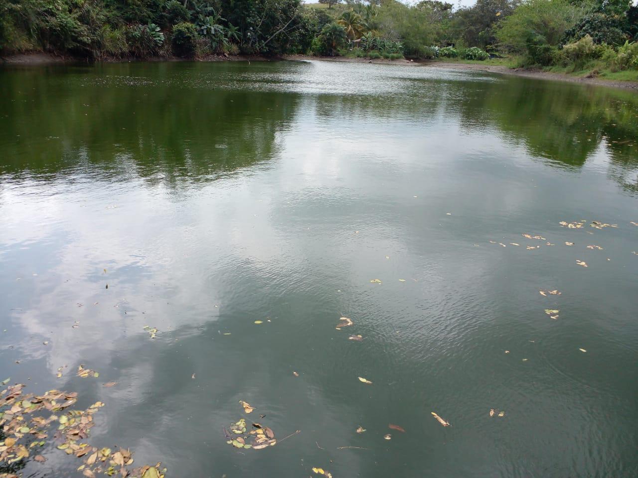 Cortolima investiga el&nbsp;caso de la muerte de peces en Chucuní
