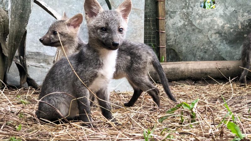 Rehabilitarán a zorros cangrejeros víctimas de tráfico ilegal