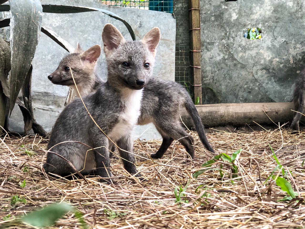 Rehabilitarán a zorros cangrejeros víctimas de tráfico ilegal