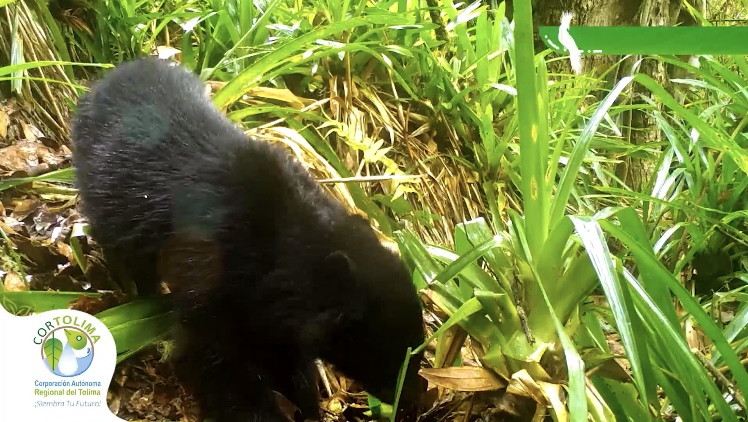 Oso Andino en el Tolima fue captado por Cortolima a través de cámaras trampa
