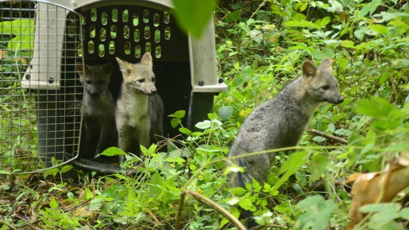 Identificada cepa de “moquillo” que afecta a fauna silvestre del Tolima