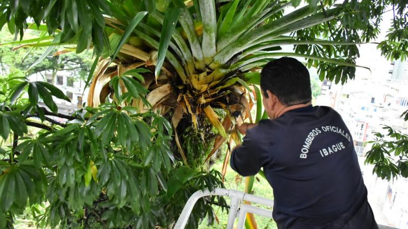 Ibagué le hace mantenimiento a su arbolado urbano