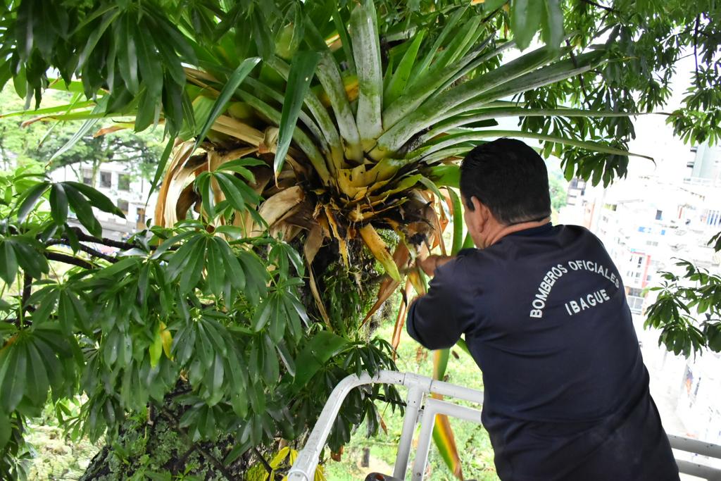 Ibagué le hace mantenimiento a su arbolado urbano