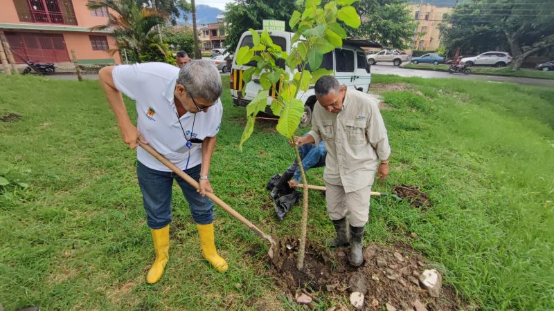 Más de 365.000 árboles han sido sembrados en Ibagué