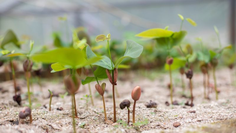 Ibagué produce material vegetal en el primer vivero certificado del Departamento