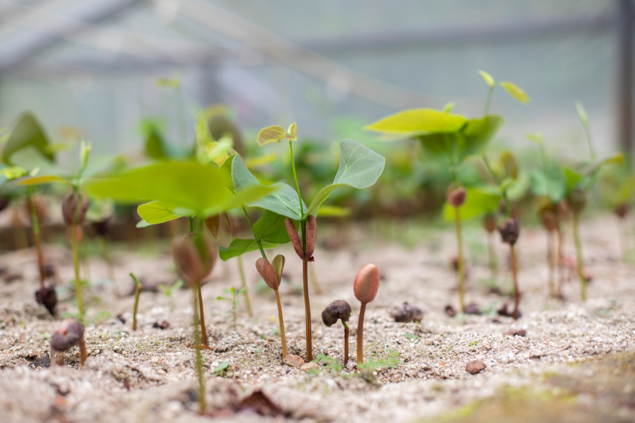 Ibagué produce material vegetal en el primer vivero certificado del Departamento