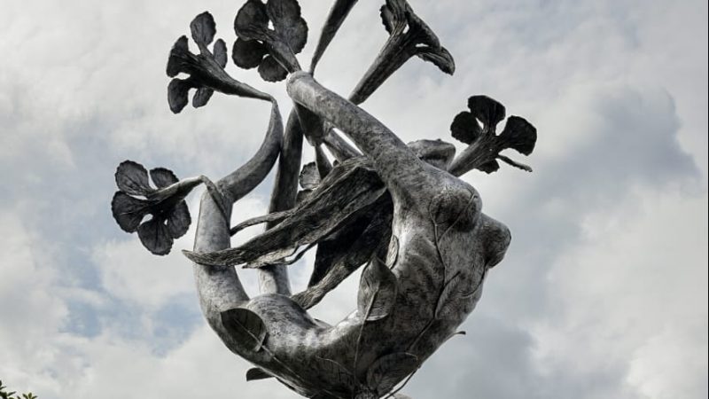 La ‘Flor de Ocobo’ luce imponente en Ibagué