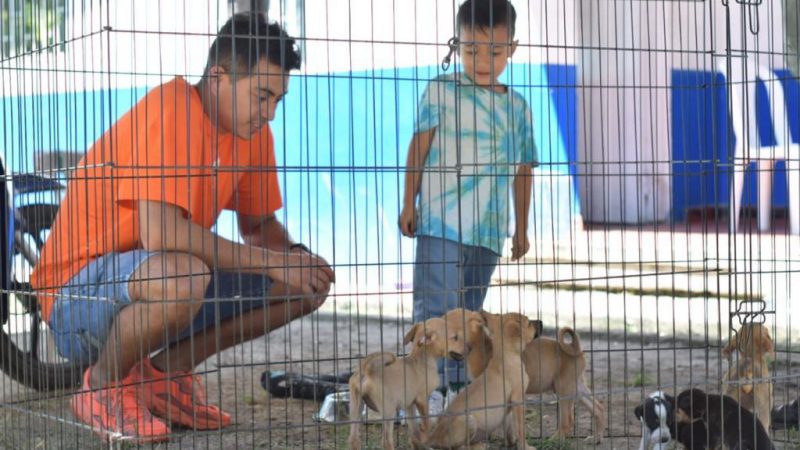 Familias ibaguereñas les siguen abriendo las puertas de su hogar a los peluditos