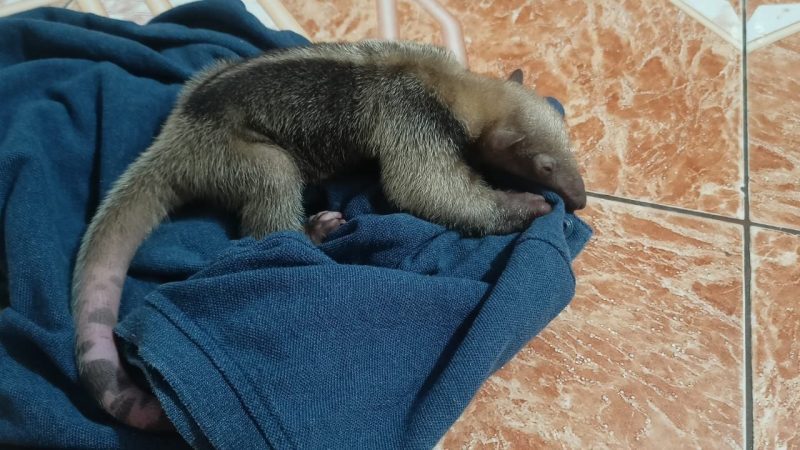 Tamandúa huérfana está a salvo en el CAV de Cortolima