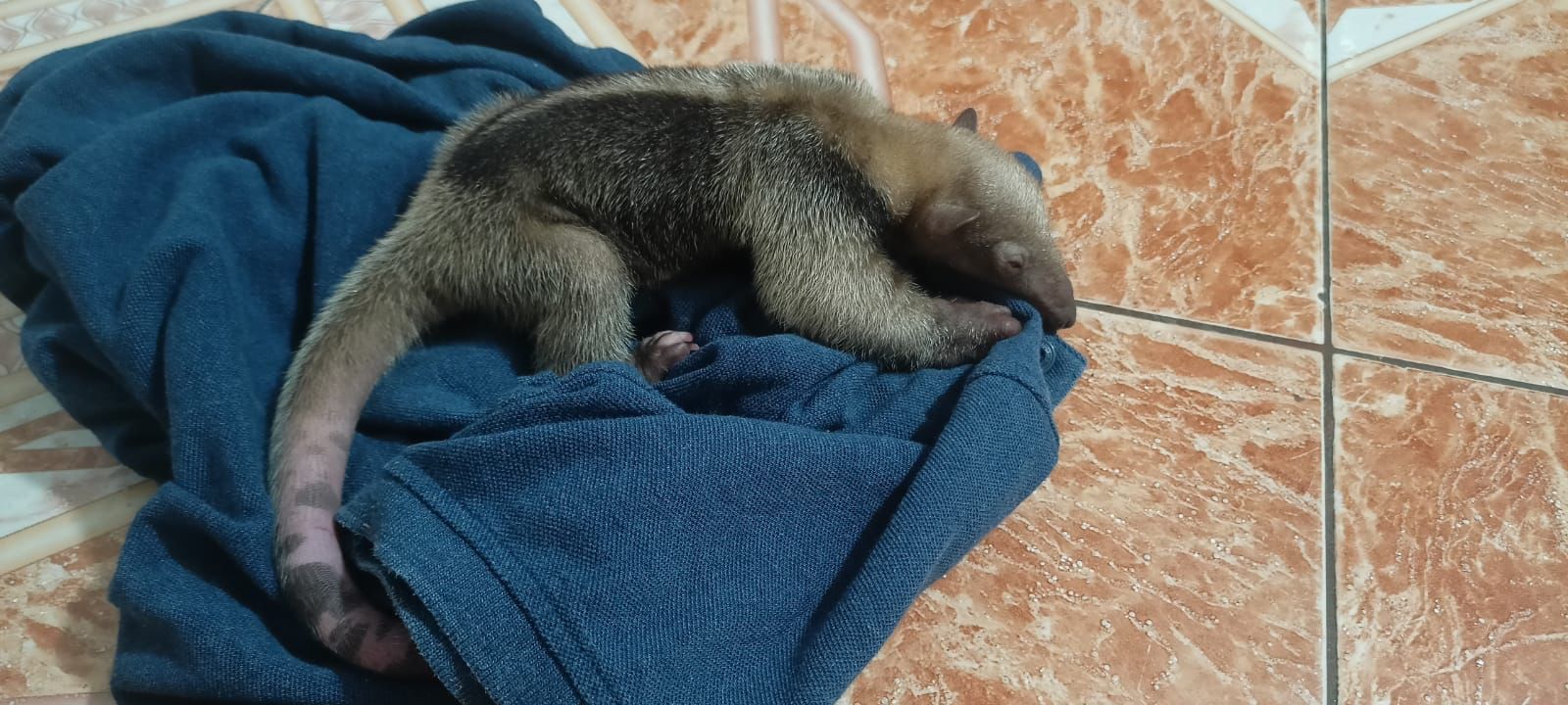 Tamandúa huérfana está a salvo en el CAV de Cortolima