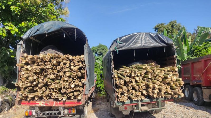Incautan guadua transportada sin el salvoconducto unico de movilización
