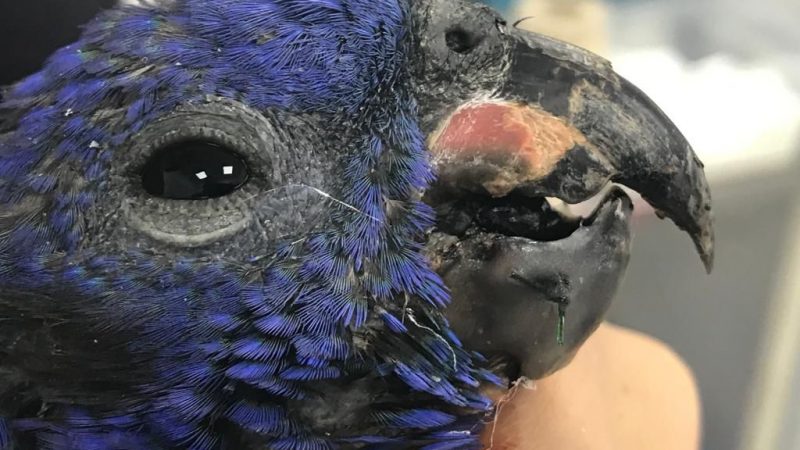 Cortolima realizó exitosa cirugía reconstructiva a loro cabeciazul