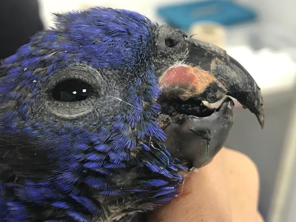 Cortolima realizó exitosa cirugía reconstructiva a loro cabeciazul