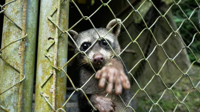 Cortolima aclara en qué situaciones se realiza rescate de animales silvestres