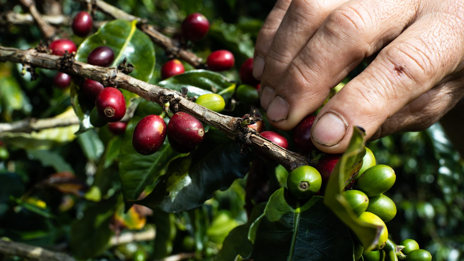 Tolima tendrá feria internacional de café