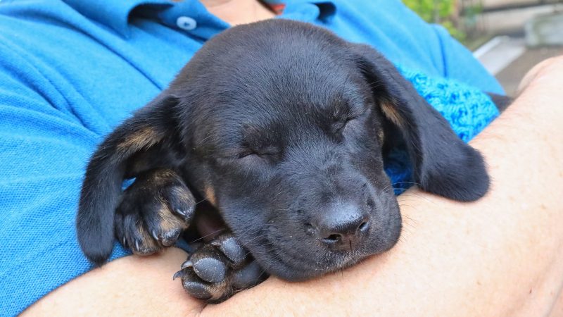 Asista con su familia a la Gran Feria Animalista de la Gobernación del Tolima
