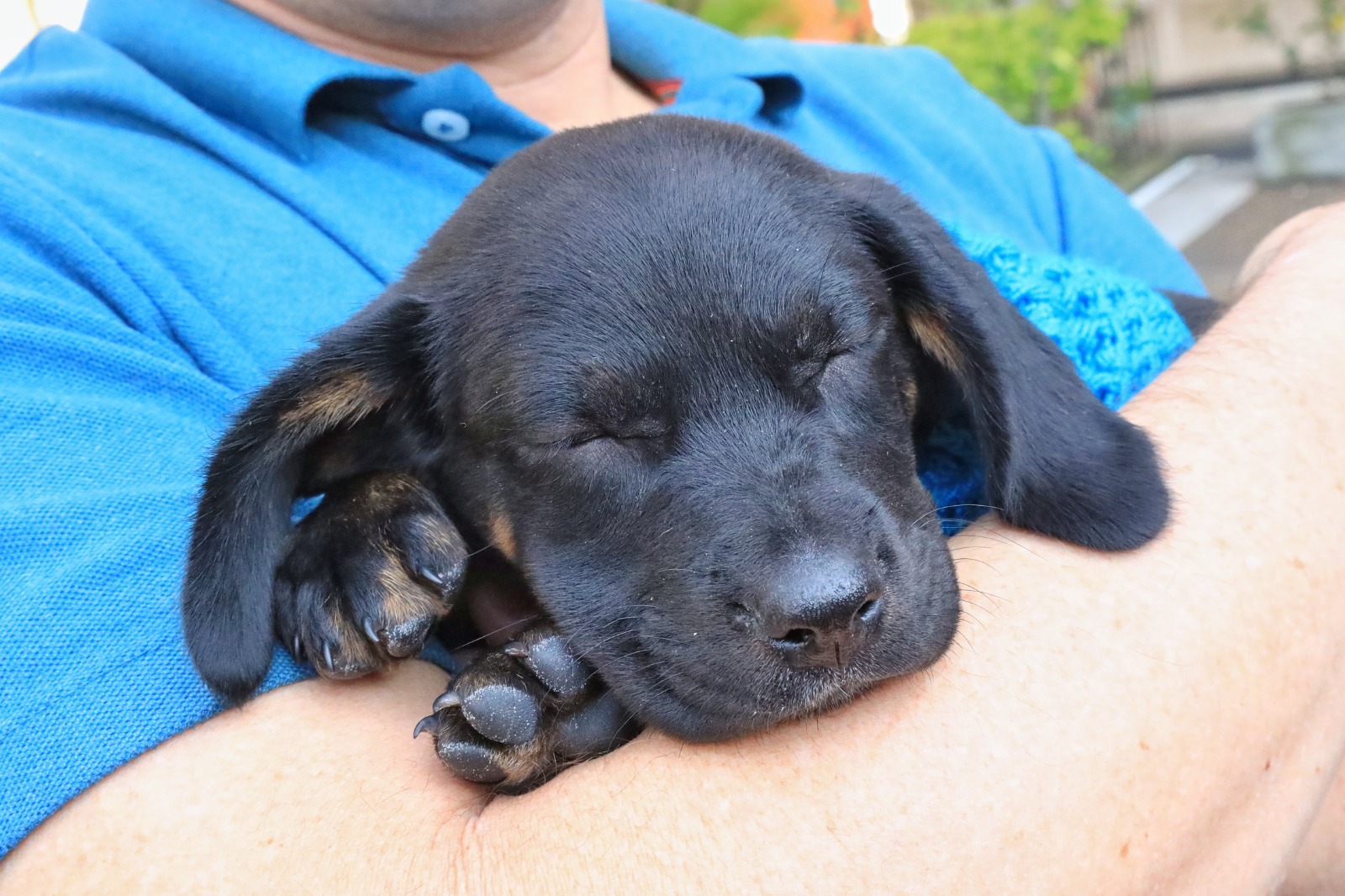 Asista con su familia a la Gran Feria Animalista de la Gobernación del Tolima