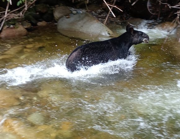 Avistamiento de Danta en el sur del Tolima
