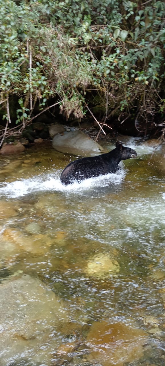 Avistamiento de Danta en el sur del Tolima