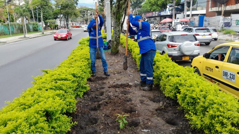 Así avanza la resiembra en los jardines urbanos de la carrera Quinta