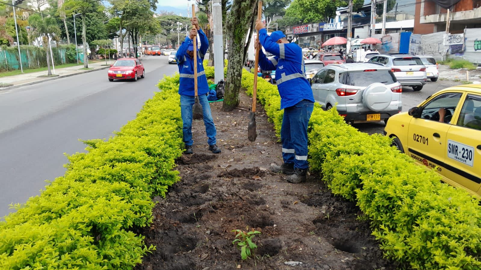 Así avanza la resiembra en los jardines urbanos de la carrera Quinta