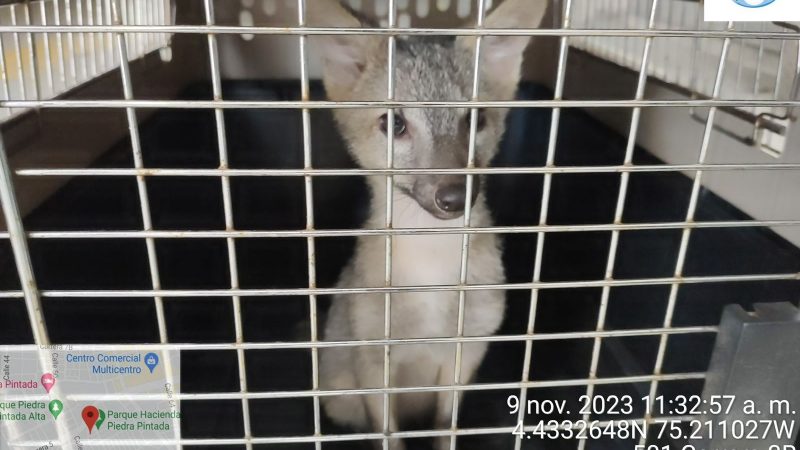 Luego de 3 meses de tratarlo como «mascota», un Zorro Cangrejero fue entregado a Cortolima