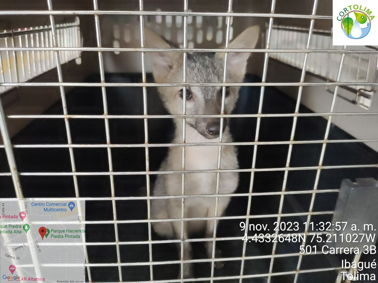 Luego de 3 meses de tratarlo como «mascota», un Zorro Cangrejero fue entregado a Cortolima