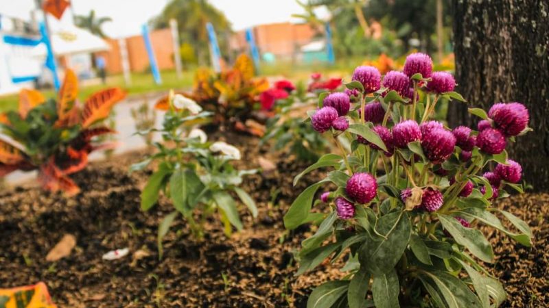 Así embellecemos, protegemos y cuidamos nuestra ciudad