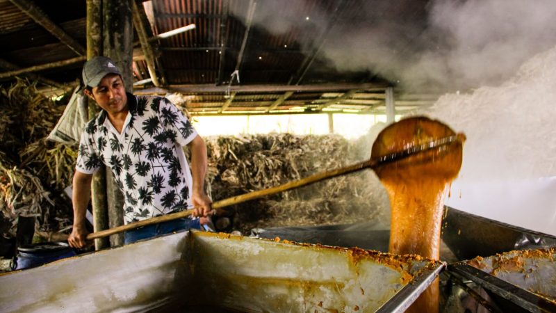El dulce sabor de la caña con proceso eco amigable que se desarrolla en Mariquita