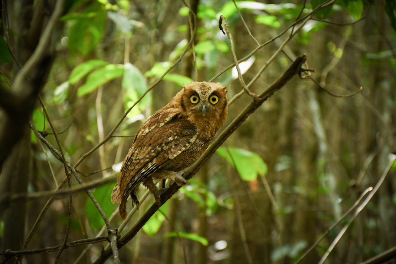 En zona rural del norte del Tolima fueron liberados 34 reptiles, 12 aves y un mamífero.