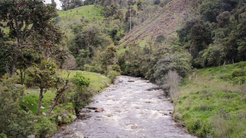 Día Mundial del Medio Ambiente: Cortolima trabaja por la recuperación de suelos y la protección de la biodiversidad