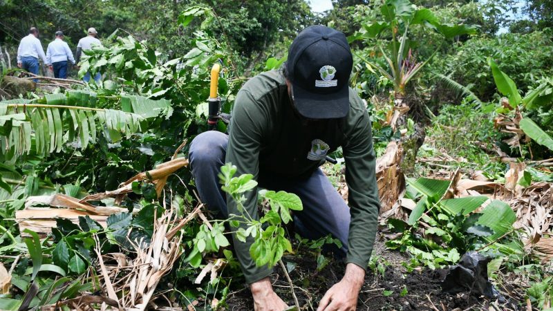Cortolima restaura predios de Alpujarra con siembra de especies nativas