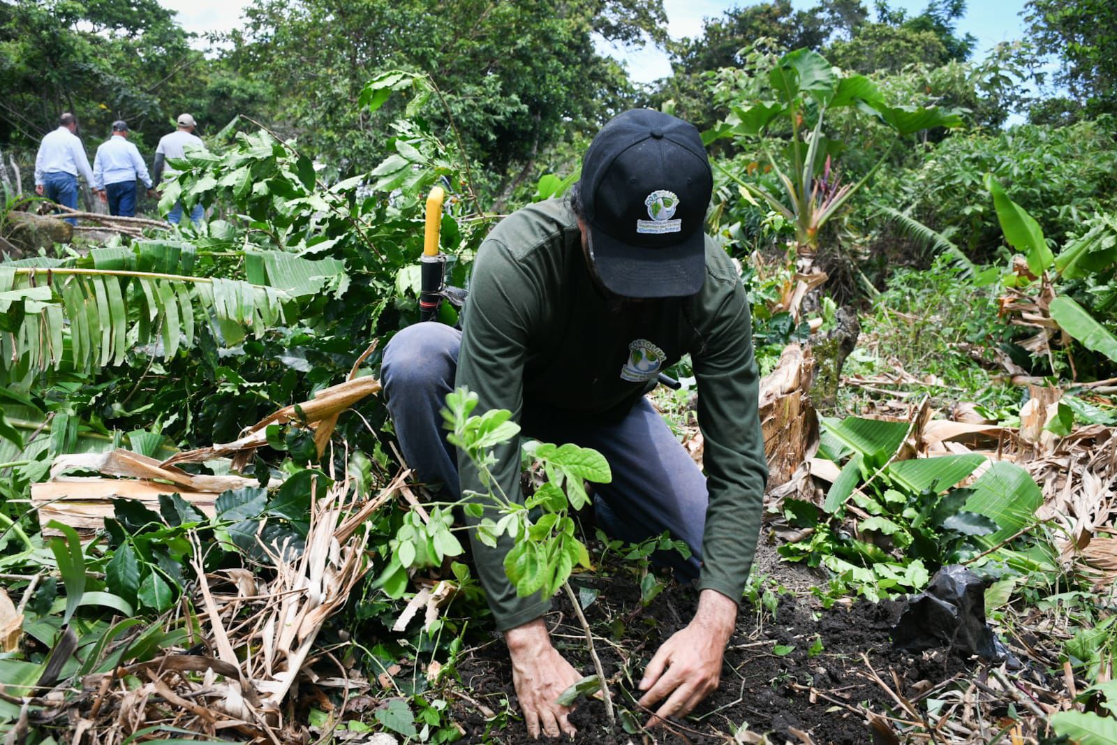 Cortolima restaura predios de Alpujarra con siembra de especies nativas
