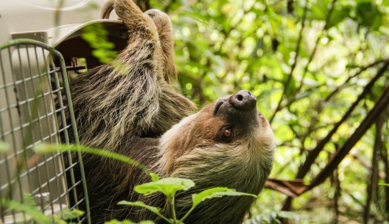 Cortolima libera perezoso encontrado en un camión