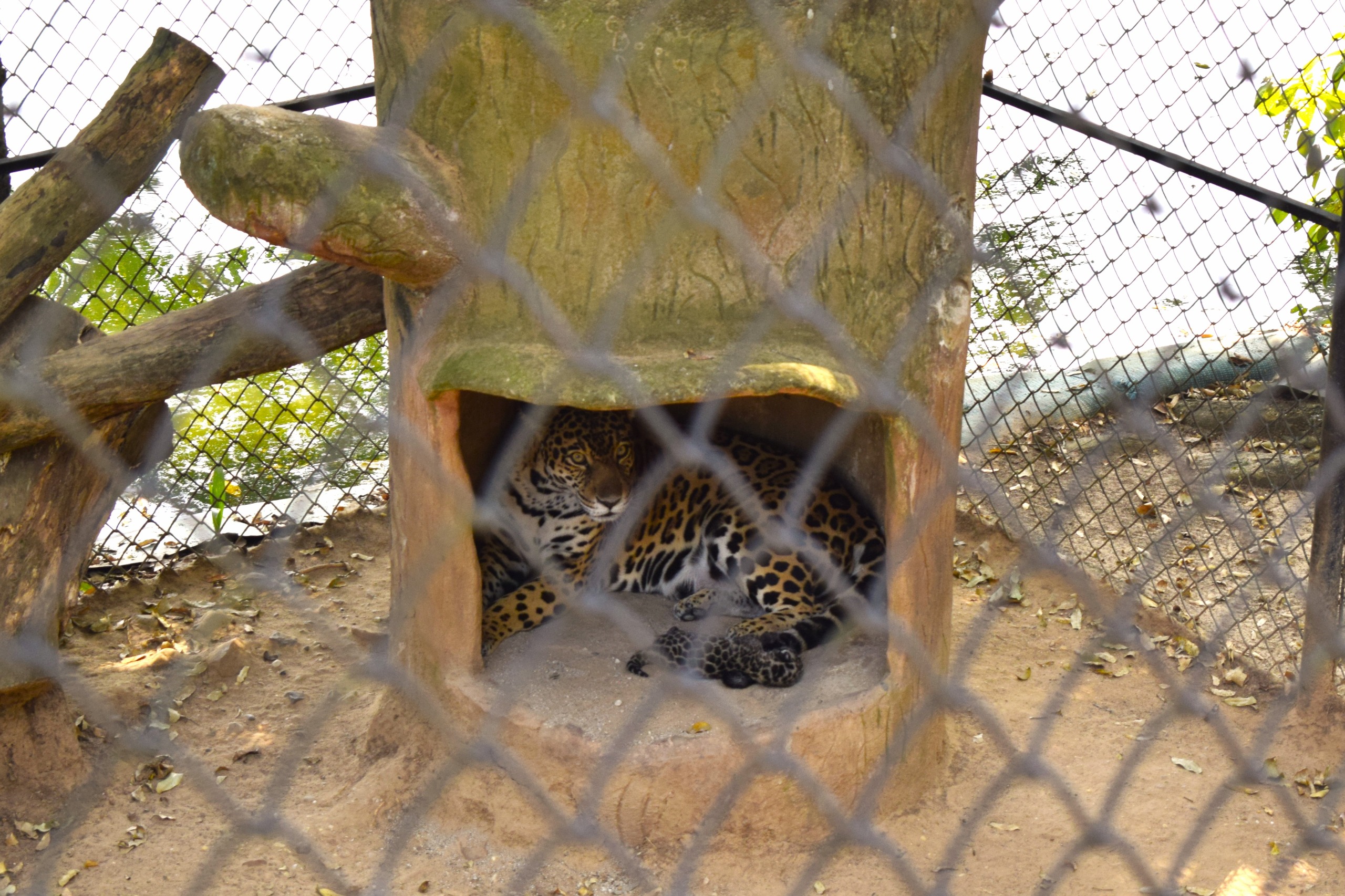 Tolima celebra el primer nacimiento de un jaguar en cautiverio, un hito en la conservación de la especie