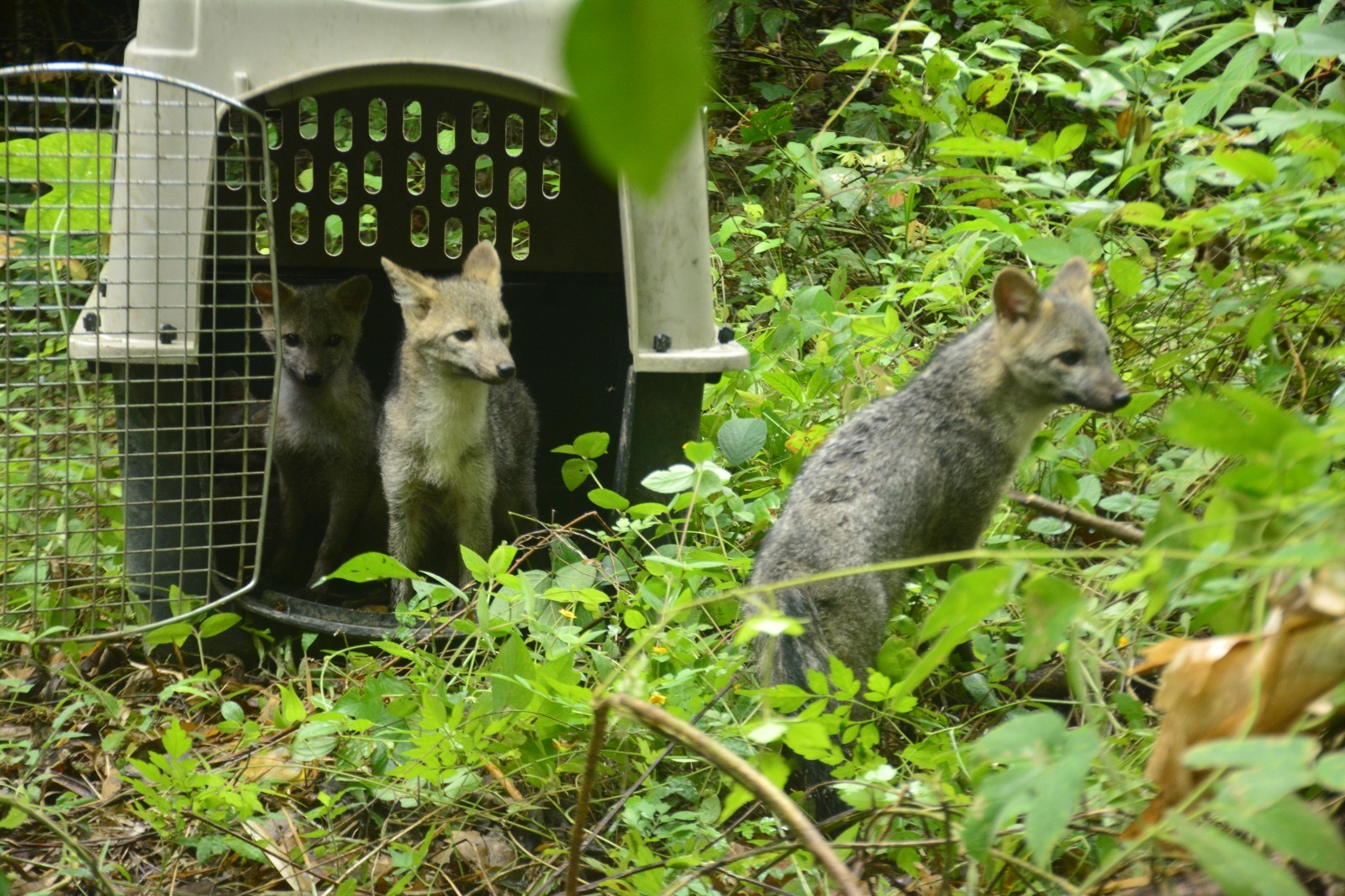 Las CAR proponen nuevas acciones de conservación de la biodiversidad
