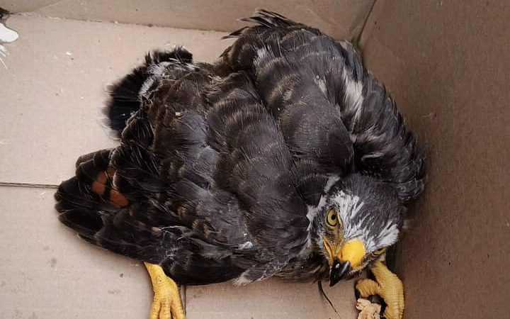 Cortolima rescata cría de gavilán extraviado y le brindó atención veterinaria
